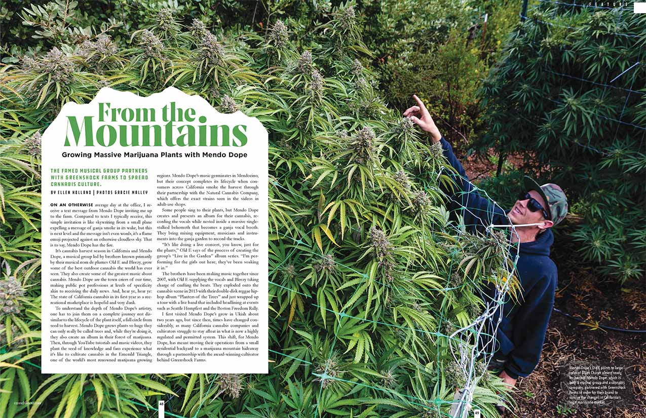 From the Mountains: Growing Massive Marijuana Plants with Mendo Dope