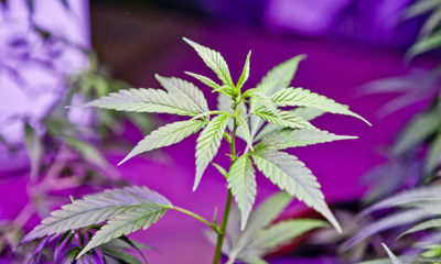 Washington Overhauls Medical Cannabis