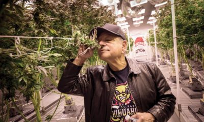 Still ‘Up in Smoke:’ Cheech Returns to Cannabis Culture