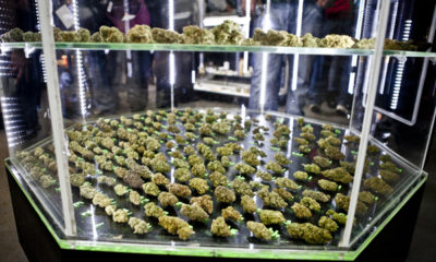 Premium Outdoor Herb Celebrated at Emerald Cup